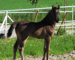 broodmare RM Nero Perla (German Riding Pony, 2018, from Fs Numero Uno)