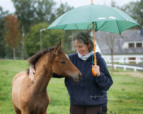 dressage horse RM Rascal (German Riding Pony, 2018, from Kachunga)