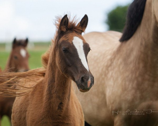 dressage horse RM Nalita (German Riding Pony, 2018, from Numerus Clausus)