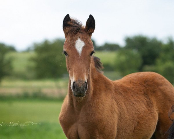 dressage horse RM Nogger Choc (German Riding Pony, 2018, from Numerus Clausus)