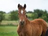 dressage horse RM Nogger Choc (German Riding Pony, 2018, from Numerus Clausus)