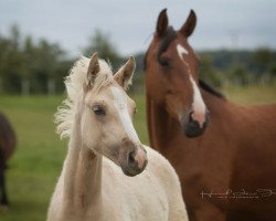 dressage horse RM Milk and Honey (German Riding Pony, 2018, from Milky Way)