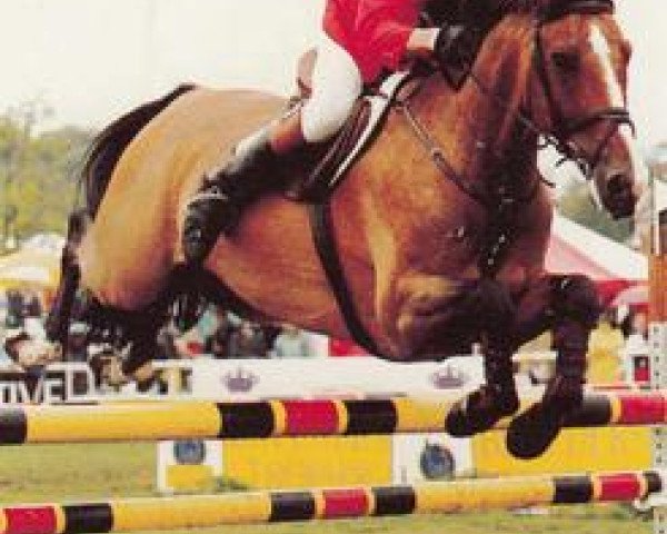 horse Galant XVIII (Swiss Warmblood, 1981, from Galant)
