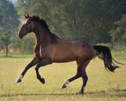 jumper Hennes (Hanoverian, 2002, from Heraldik xx)