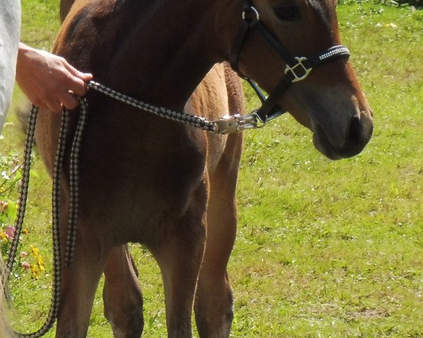 Springpferd Nauka (Deutsches Reitpony, 2017, von Szenario)