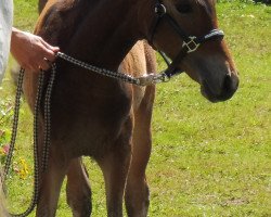 Pferd Nauka (Deutsches Reitpony, 2017, von Szenario)