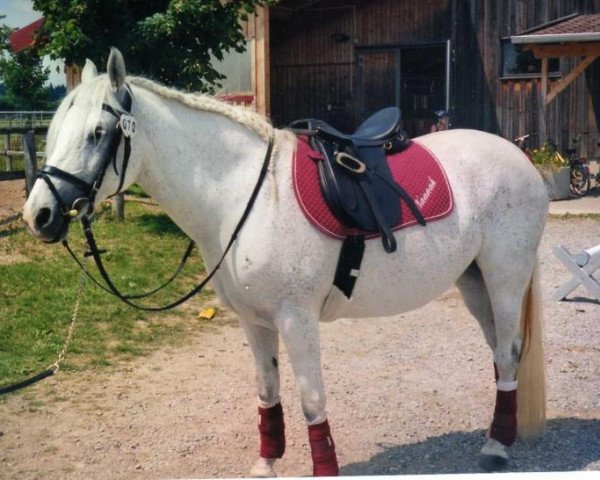 Zuchtstute Nannah (Deutsches Reitpony, 1995, von Hogewald's Nantano)