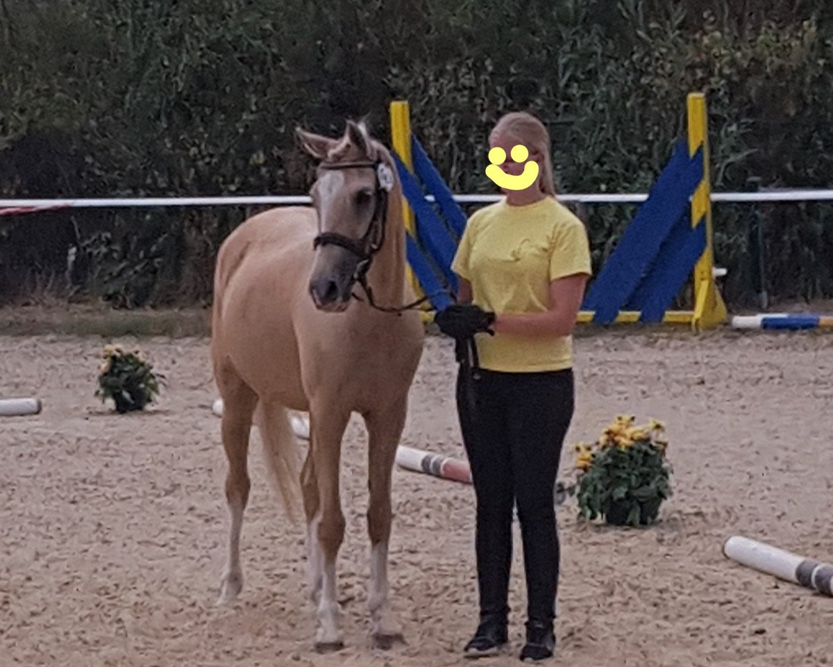 broodmare Leonie 176 (German Riding Pony, 2000, from Arts-Dancer-Boy)