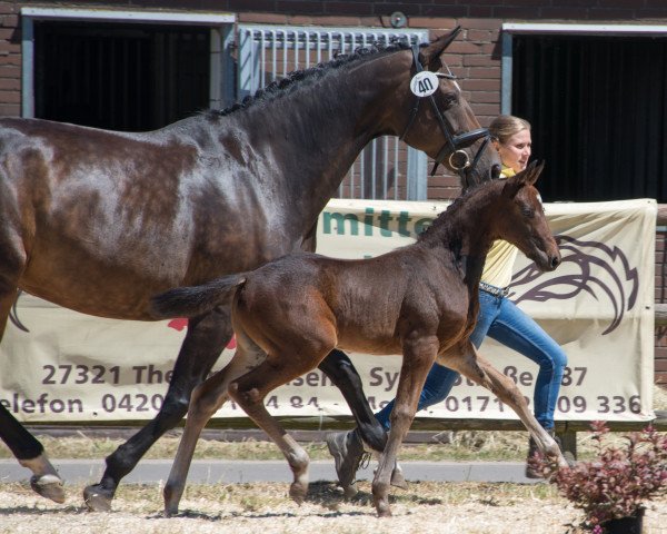 dressage horse Florentina E (Westphalian, 2018, from Fürstenball)