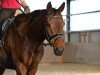 dressage horse Rosario S 2 (Westphalian, 2001, from Rubiloh)