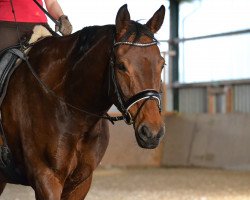 dressage horse Rosario S 2 (Westphalian, 2001, from Rubiloh)