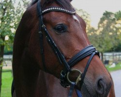 dressage horse Rock my heart 4 (Westphalian, 2014, from Rock Forever NRW)