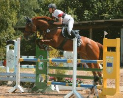 jumper Voltino M. (Belgian Warmblood, 2004, from Vito van de Paardenwinning)