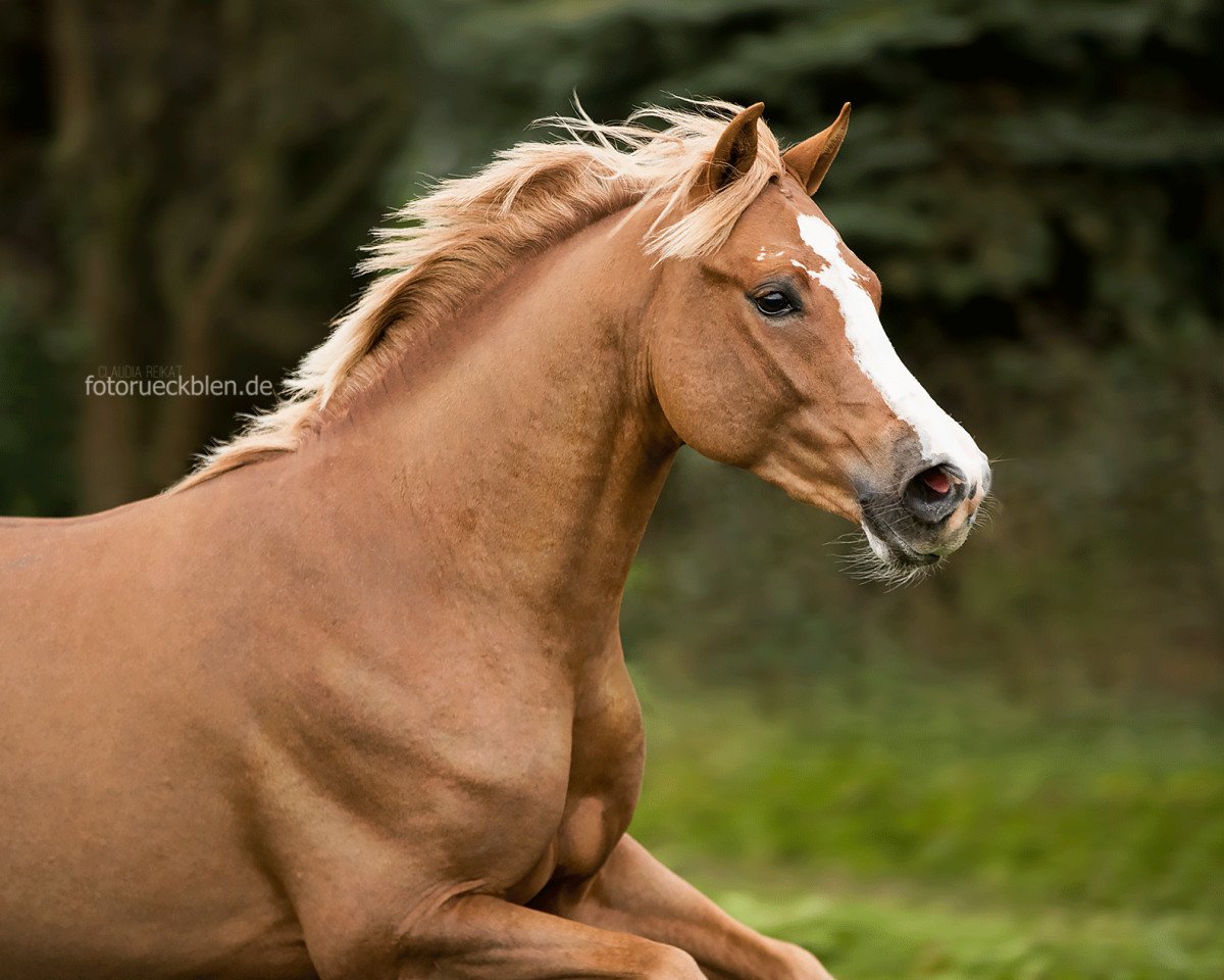 Deckhengst Need For Speed (Deutsches Reitpony, 2015, von Fs Numero Uno)