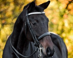 broodmare Layette 2 (Württemberger, 2005, from Lancino de L)