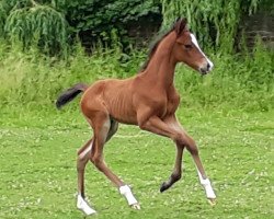 jumper Ricolino (German Riding Pony, 2018, from Ronaldo Vom Schwarzbach)