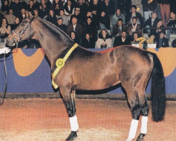 stallion Mitch (Holsteiner, 1979, from Marlon xx)