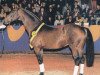 stallion Mitch (Holsteiner, 1979, from Marlon xx)