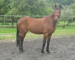 broodmare Marisa (Württemberger, 1995, from Mitch)