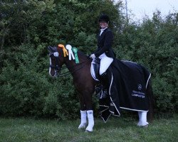 dressage horse Call Me Carlchen 3 (German Riding Pony, 2009, from Charivari)