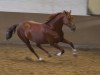 dressage horse Prinz Contoni (Westphalian, 2009, from Philipo)