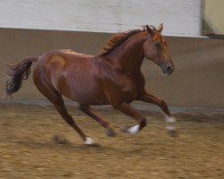 dressage horse Prinz Contoni (Westphalian, 2009, from Philipo)