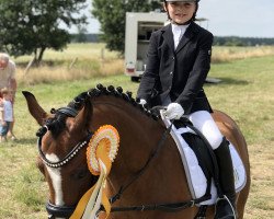 dressage horse Störtebekers Dion (Welsh-Pony (Section B), 2010, from Breeton Dai)