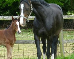 broodmare Cabrina (Oldenburg, 2010, from Contendro I)