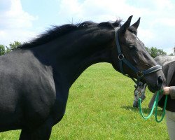 broodmare Habanera (Oldenburg, 1998, from Donnerschwee)