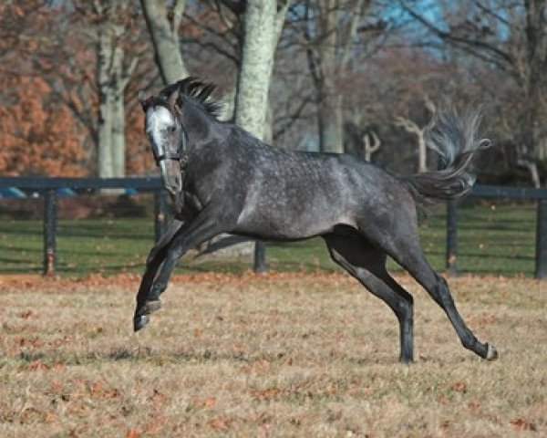 stallion Arrogate xx (Thoroughbred, 2013, from Unbridled's Song xx)