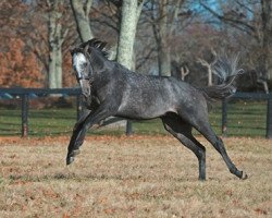 Deckhengst Arrogate xx (Englisches Vollblut, 2013, von Unbridled's Song xx)