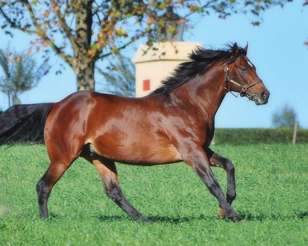 stallion Traffic Guard xx (Thoroughbred, 2004, from More Than Ready xx)