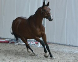 broodmare Maya de Charmois (Selle Français, 2000, from Cabdula du Tillard)