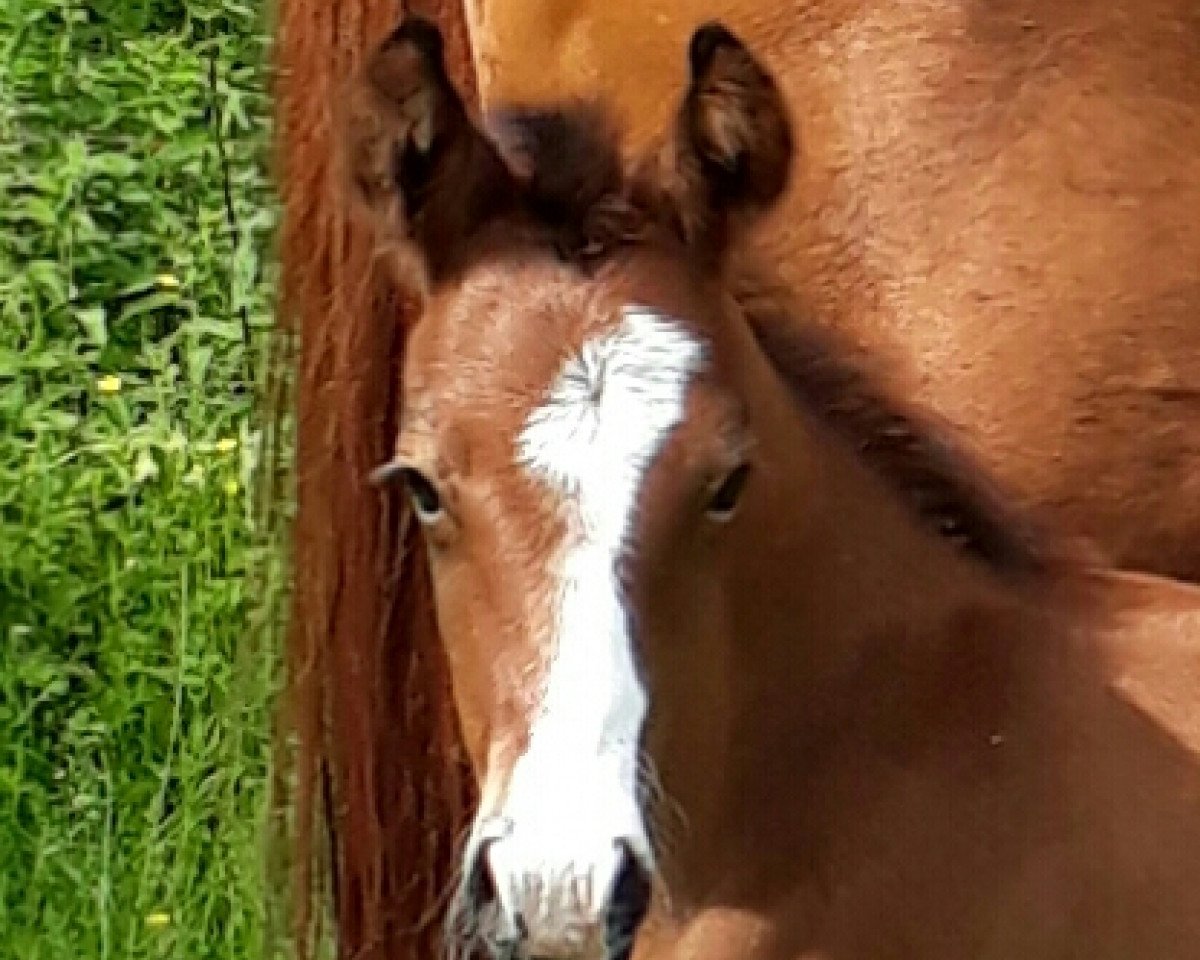 Springpferd Ramba Zamba (Deutsches Reitpony, 2017, von Ronaldo Vom Schwarzbach)