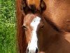 jumper Ramba Zamba (German Riding Pony, 2017, from Ronaldo Vom Schwarzbach)