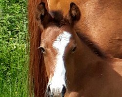 jumper Ramba Zamba (German Riding Pony, 2017, from Ronaldo Vom Schwarzbach)