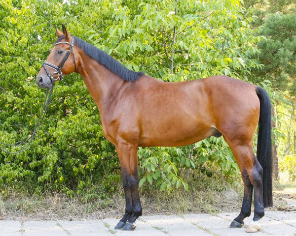 dressage horse Summertime 72 (Oldenburg, 2012, from San Amour I)