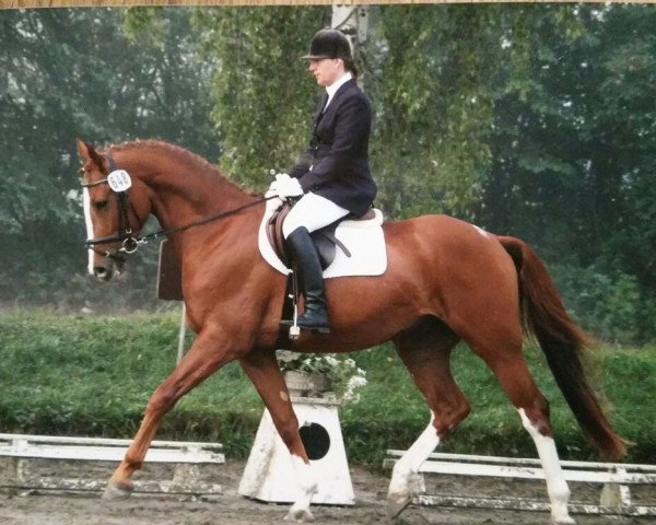 horse Rih (Hessian Warmblood, 2003, from Ritter Remus)