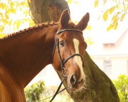 Pferd Wüstenwind (Hannoveraner, 2005, von Wolkenstein II)