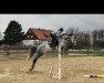 broodmare Couleur d'amour (Oldenburg show jumper, 2010, from Corland)