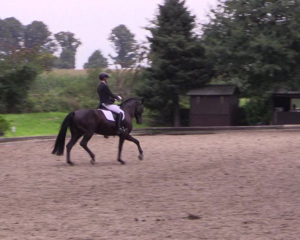 Reitturnier Datteln 2017