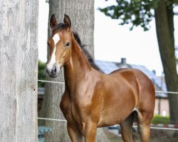 Pferd Bella Danza (Westfale, 2018, von Baron)