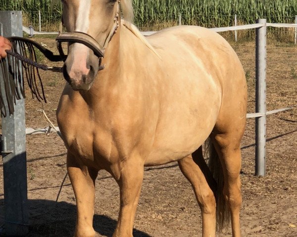 Dressurpferd Dusendschöön B (Deutsches Reitpony, 2017, von Diamond Touch NRW)