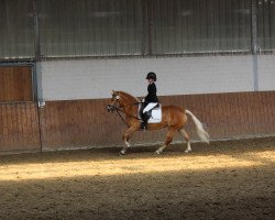 Springpferd Romana (Haflinger, 2010)