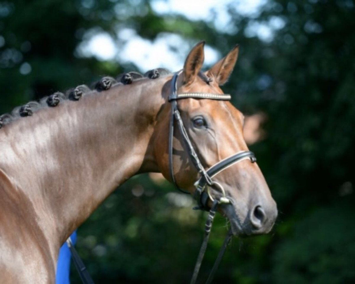 broodmare Dream Girl VI (Oldenburg, 2013, from Zack)