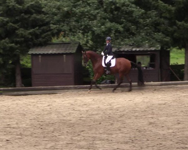 Reitturnier Datteln 2017