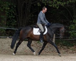 dressage horse Eclaire (Rhinelander, 2014, from Escolar)