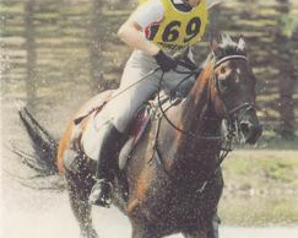horse Molokai xx (Thoroughbred, 1983, from Hawaii xx)
