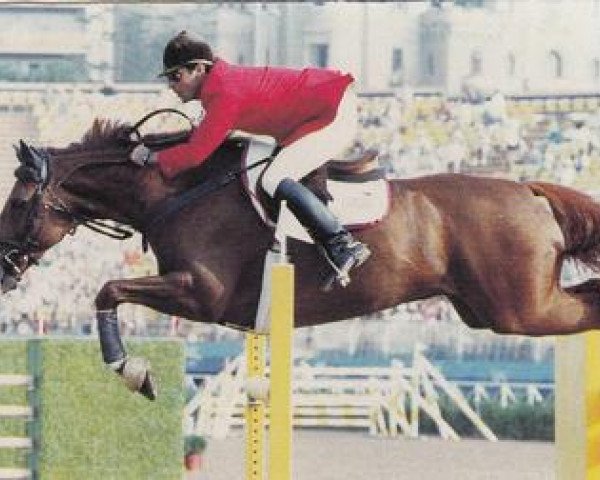 Pferd Irish (Irish Sport Horse, 1981, von Regular Guy xx)