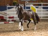 dressage horse Valido's Smoky Black (German Riding Pony, 2016, from Valido's Highlight)